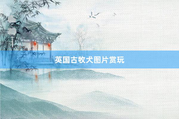 英国古牧犬图片赏玩